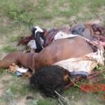 Police convoy blown up