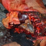 Woman dragged by vehicle for more than 1 mile