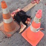 Biker torn into several pieces in head-on collision with car