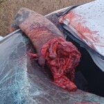 Biker torn into several pieces in head-on collision with car