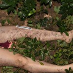 Chinese woman attacked by maniac on her way home from work