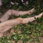 Chinese woman attacked by maniac on her way home from work