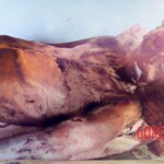 Dyatlov Pass incident