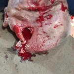 Alejandro Salinas Manzanares