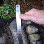 Father and son mauled by aggressive bear