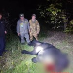 Father and son mauled by aggressive bear