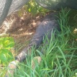 Five people massacred on rural road