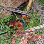 Four thugs raped and beat to death 14-year-old girl