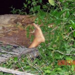 Four thugs raped and beat to death 14-year-old girl