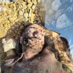 ISIS members killed by Iraqi army