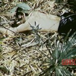 Dead Veit Kong soldiers