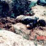 Dead Veit Kong soldiers