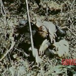 Dead Veit Kong soldiers