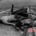 Dead Veit Kong soldiers