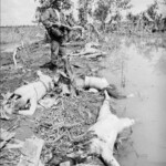 Dead Veit Kong soldiers