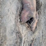 Man's dead body found washed up by river