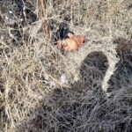 Two men on motorcycle died in head-on crash with truck