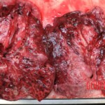 Woman killed by firework during new year celebrations