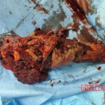 ZOO security guard lost his arm when he tried to pet lion