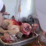 Anatomical autopsy for young medics