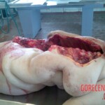 Anatomical autopsy for young medics