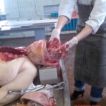 Anatomical autopsy for young medics