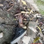 Biker lost both legs and died on spot in collision with car