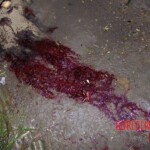 Renata Keli Pedreira dos Santos