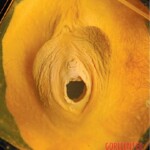 Breasts and vaginas in Chinese Forensic Museum