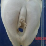Breasts and vaginas in Chinese Forensic Museum