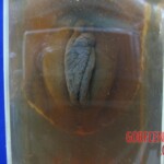 Breasts and vaginas in Chinese Forensic Museum