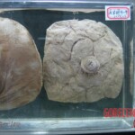 Breasts and vaginas in Chinese Forensic Museum