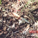 Chinese woman found stabbed to death in wooded hillside