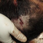 Chinese woman with severed carotid artery