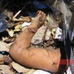 Dismembered woman found among garbage