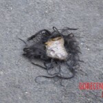 Dismembered woman found among garbage