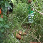 Dismembered woman found in thicket