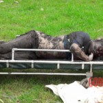 Mariah Aira Dalanon Poe