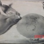 Skinned Brazilian woman in morgue