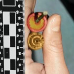 Suicide by firecracker in mouth