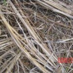 Thai woman found stabbed to death in rice field