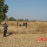 Thai woman found stabbed to death in rice field