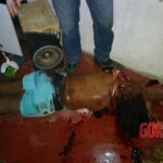 Priscila de Jesus Silva