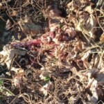 Brazilian biker decapitated after crashing into truck