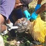 Decomposing corpse found dumped on roadside