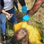 Decomposing corpse found dumped on roadside