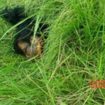 Executed couple of scammers