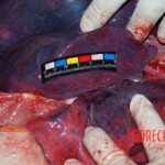 Field autopsy performed on young Chinese woman