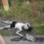 Darlyn Senti Estrada