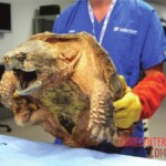 Finger bitten off by alligator snapping turtle